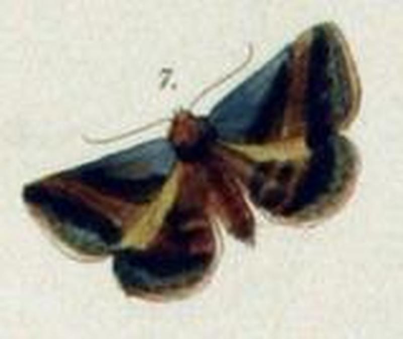 Acantholipes trimeni, Novara exp
