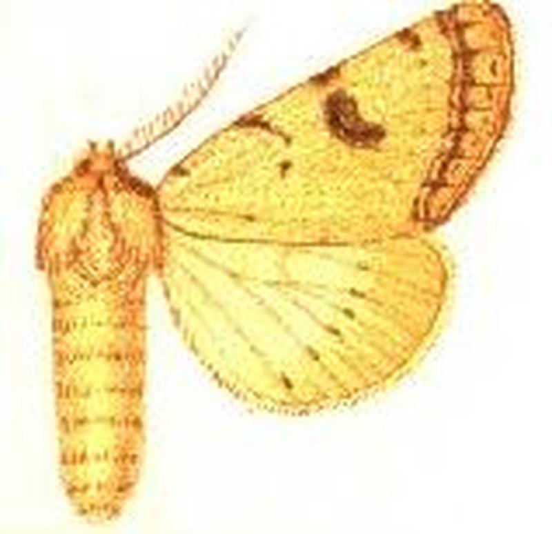 Acanthonyx pretoriae