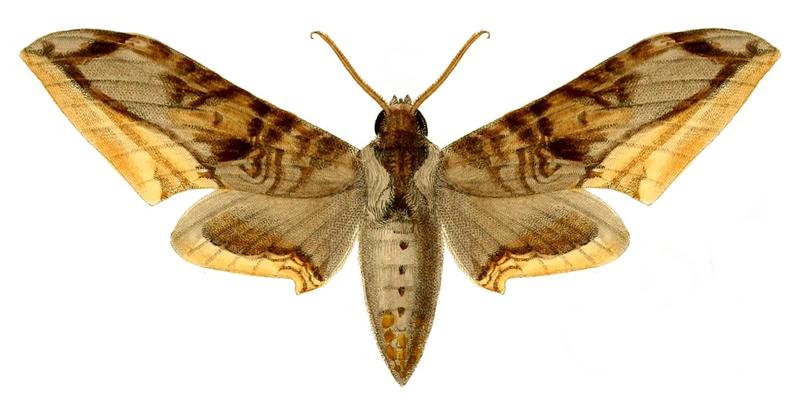 Acanthosphinx guessfeldti