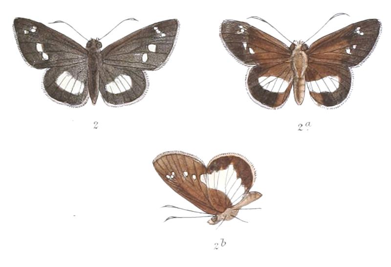 AcerbasAnthea 796 2 Fitch