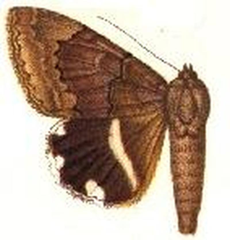 Achaea catella