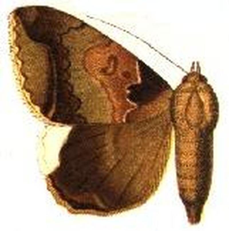 Achaea indicabilis