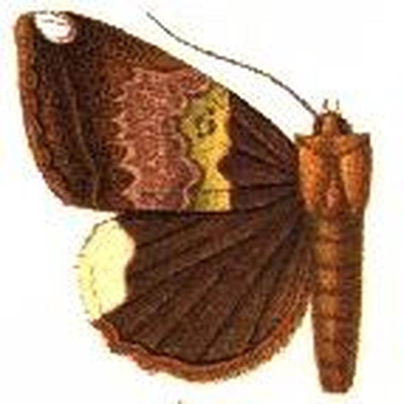 Achaea leucopera