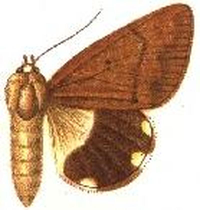 Achaea simplex