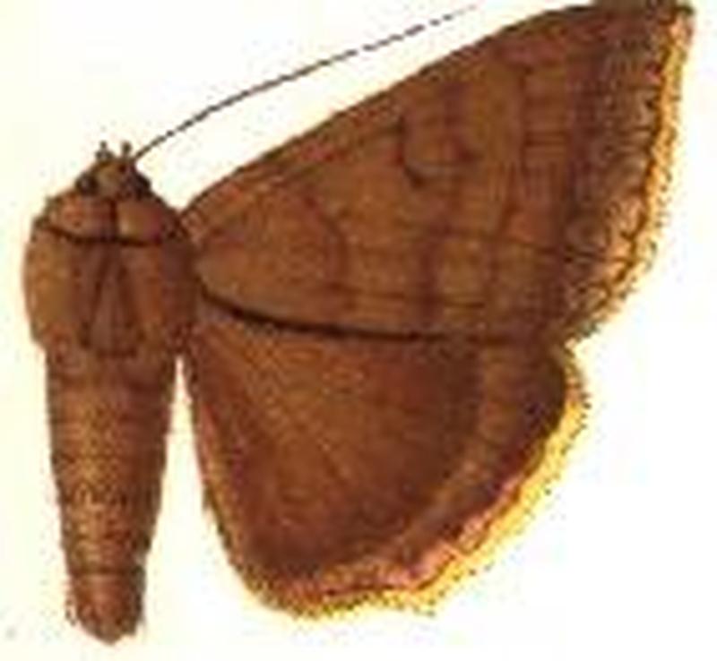 Achaea sordida
