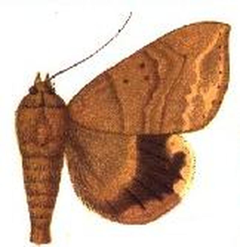 Achaea trapezoides