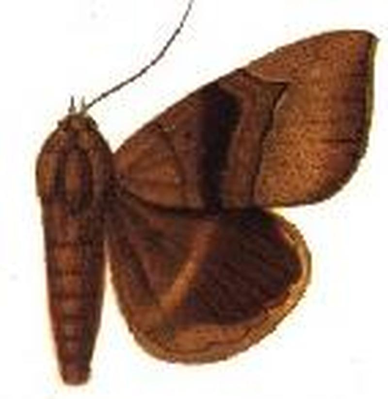 Achaea umbrigera