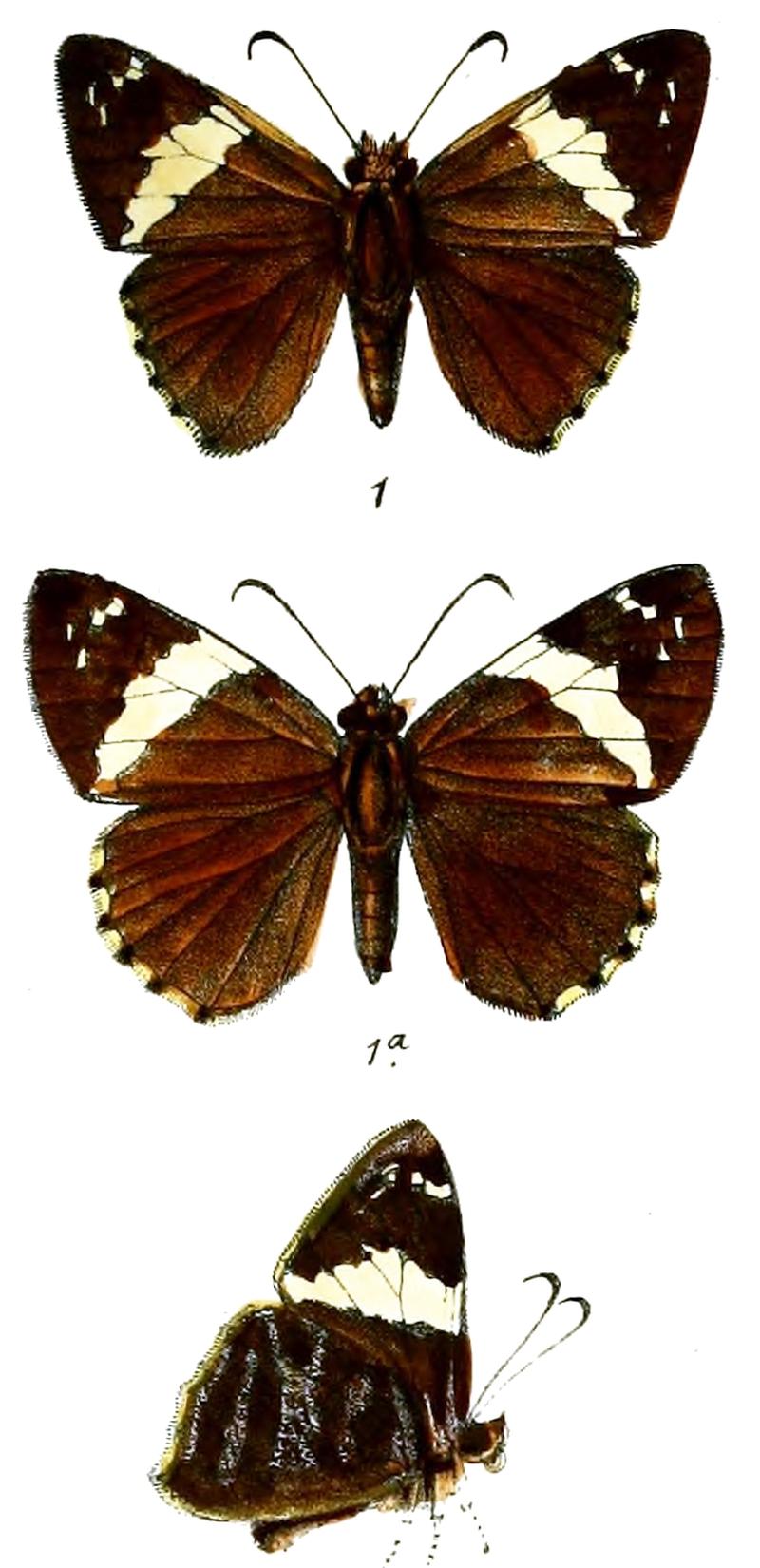 AchalarusLiliana 756 1