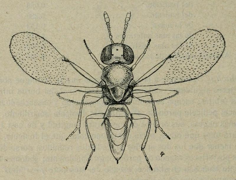 Achalcerinys lindus faunaibrica Mercet 1921 F112 p270