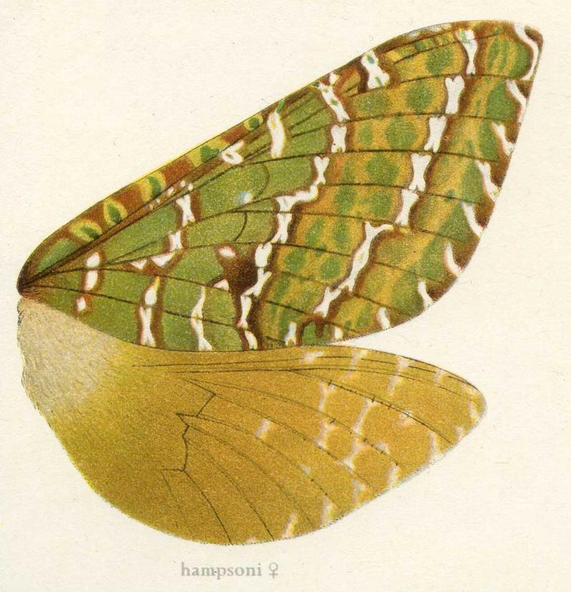 Achladaeus hampsoni f