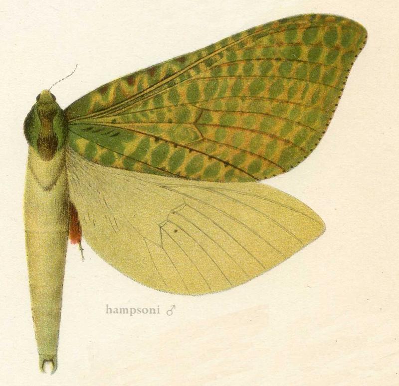 Achladaeus hampsoni m