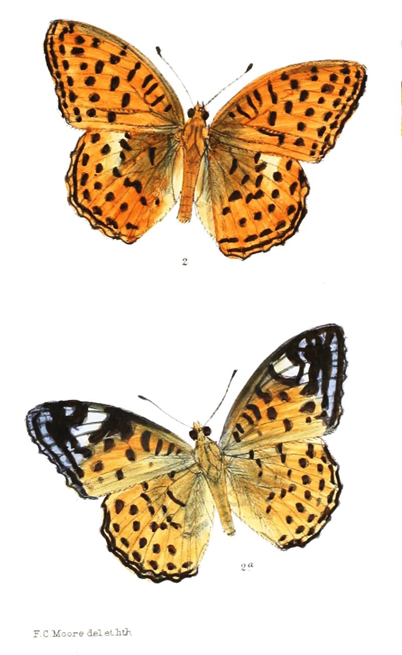 AcidaliaCastetsi 373 2