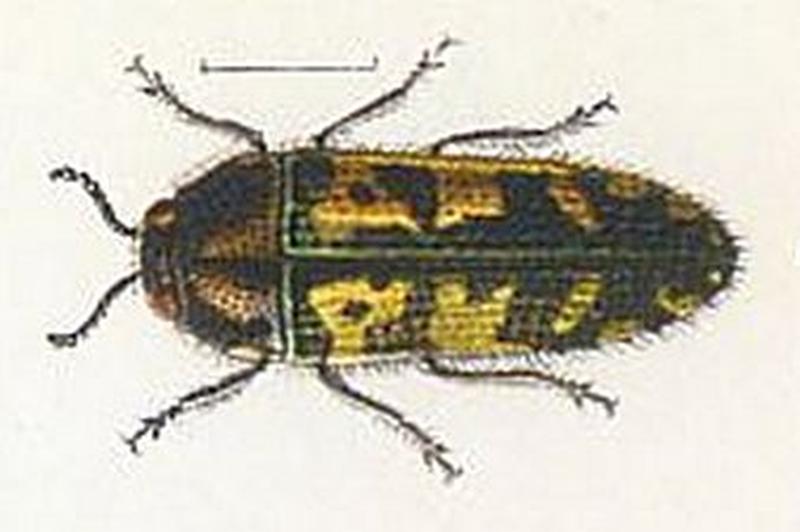 Acmaeodera acuta