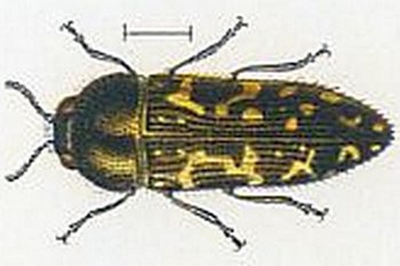 Acmaeodera neglecta (Kerremans.Monographie.des.Buprestides.14)