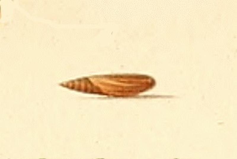 Acompsia antirrhinella pupa