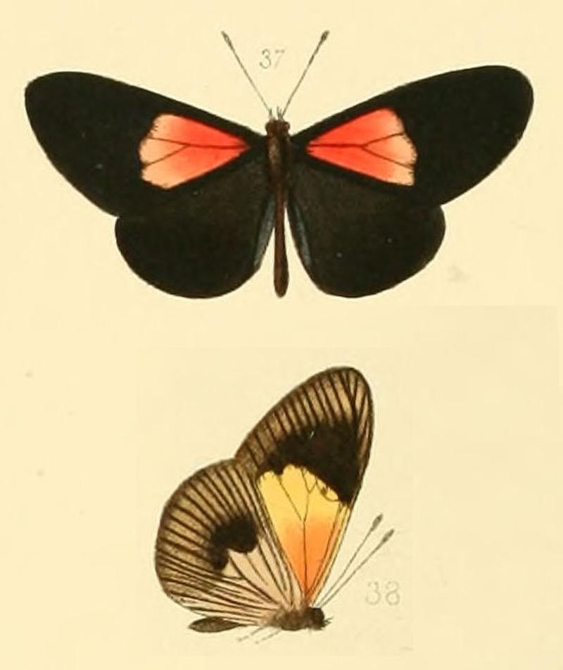 Acræa cleasa (Altinote ozomene)
