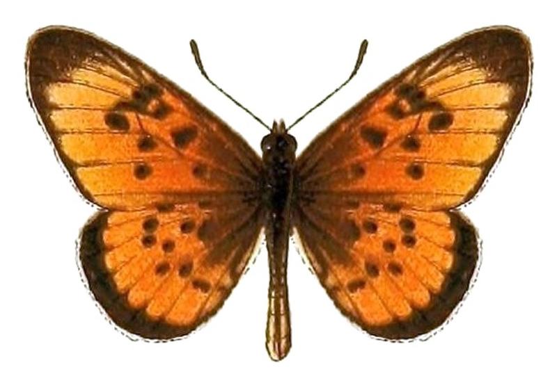 AcraeaSpecies2, Acraea aglaonice