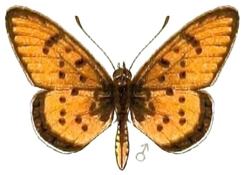 AcraeaSpecies2, Acraea axina