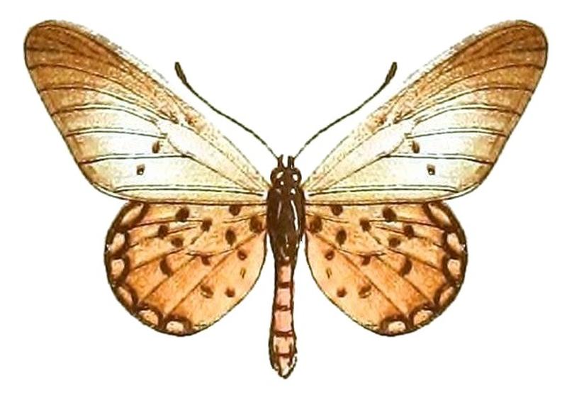 AcraeaSpecies2, Acraea diogenes