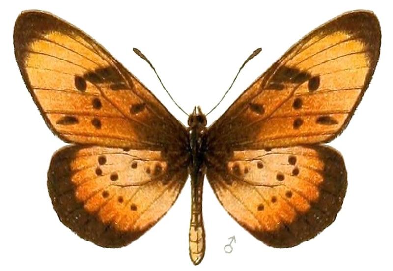 AcraeaSpecies2, Acraea natalica