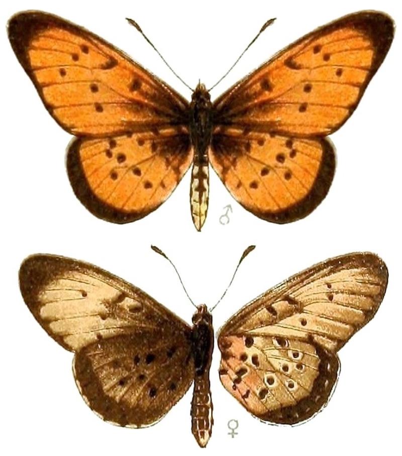 AcraeaSpecies2, Acraea nelusca