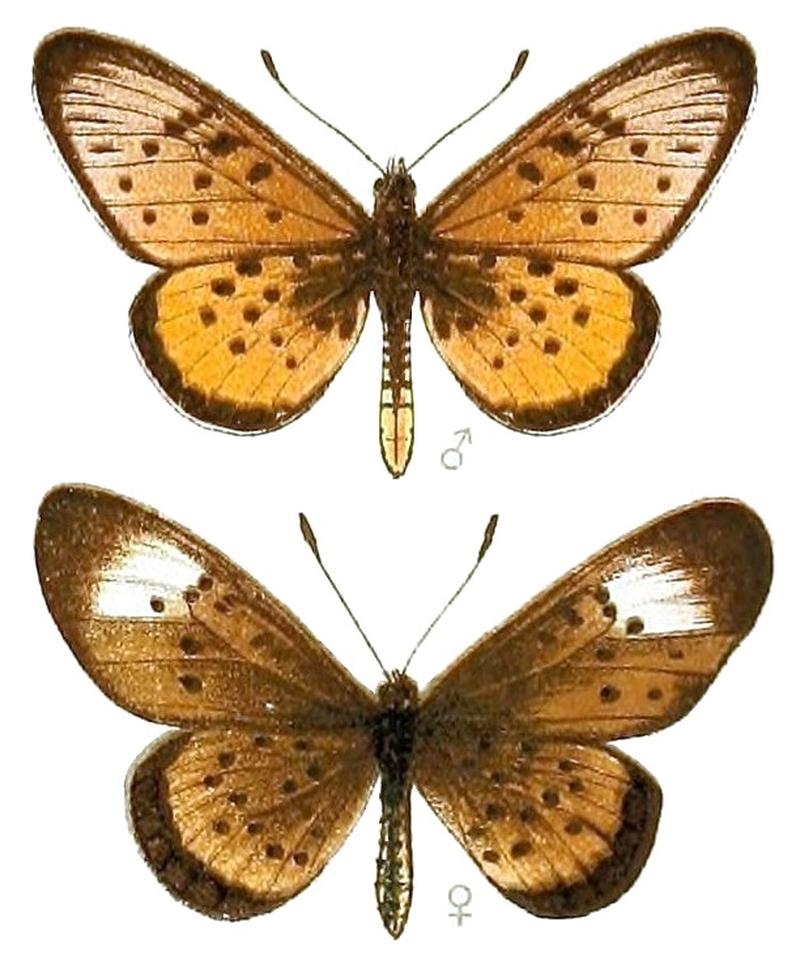 AcraeaSpecies2, Acraea oncaea