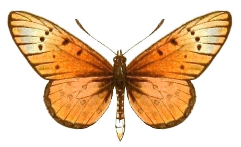 AcraeaSpecies2, Acraea regalis