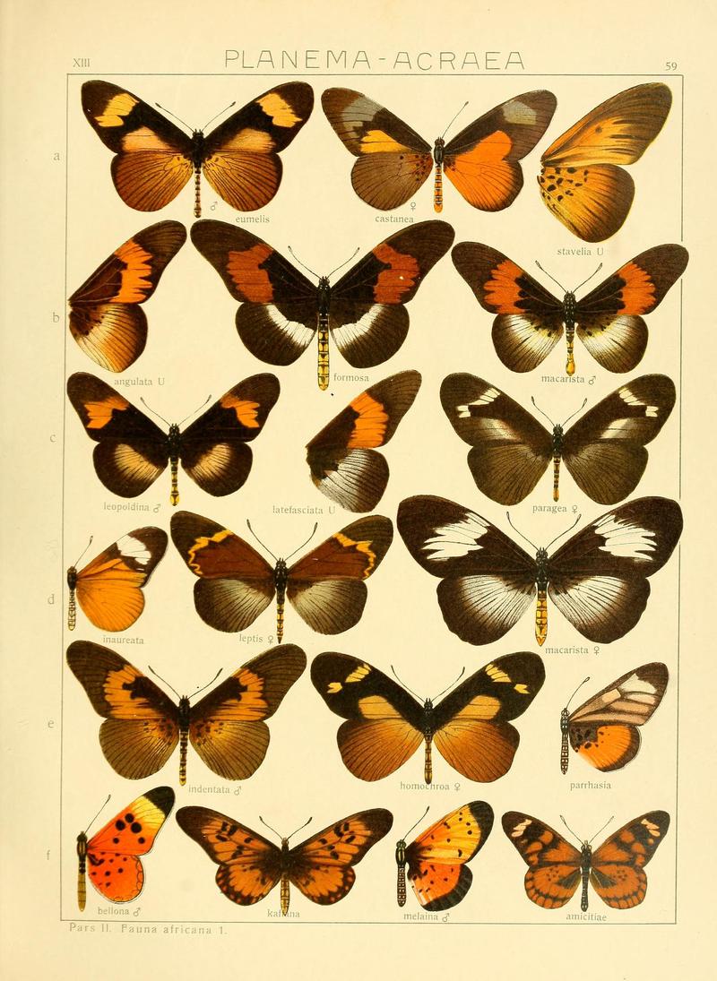 AcraeaSpecies59