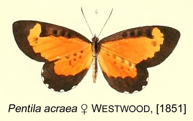 AcraeaWestwood1851OD