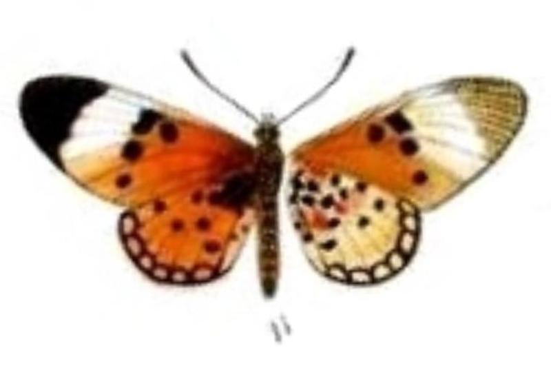 Acraea acrita