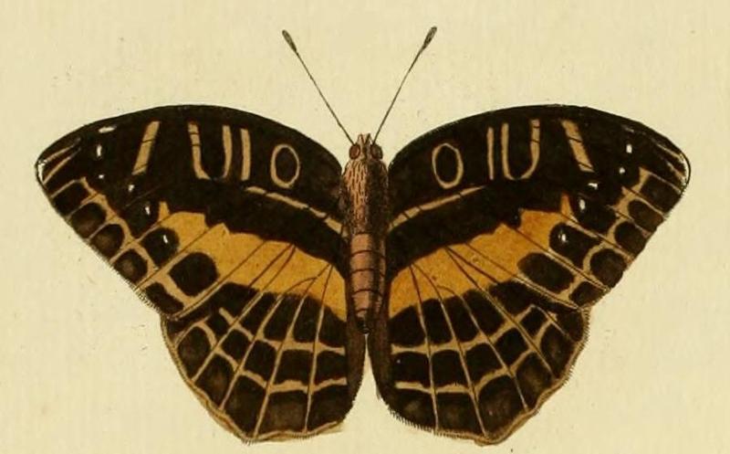 Acraea circeis