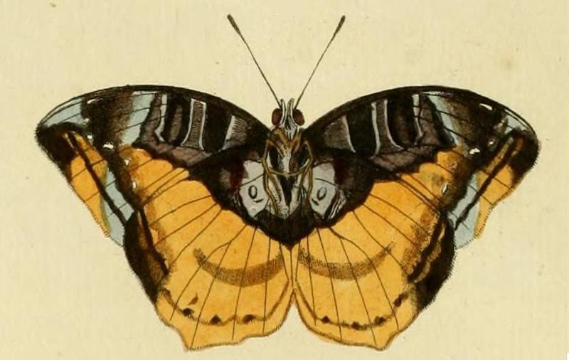 Acraea circeis1