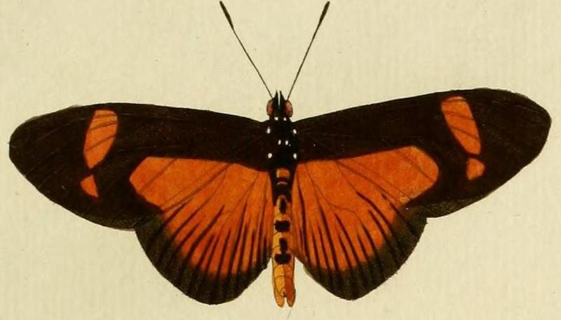 Acraea epaea