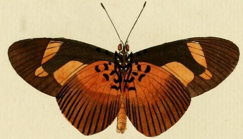 Acraea epaea1