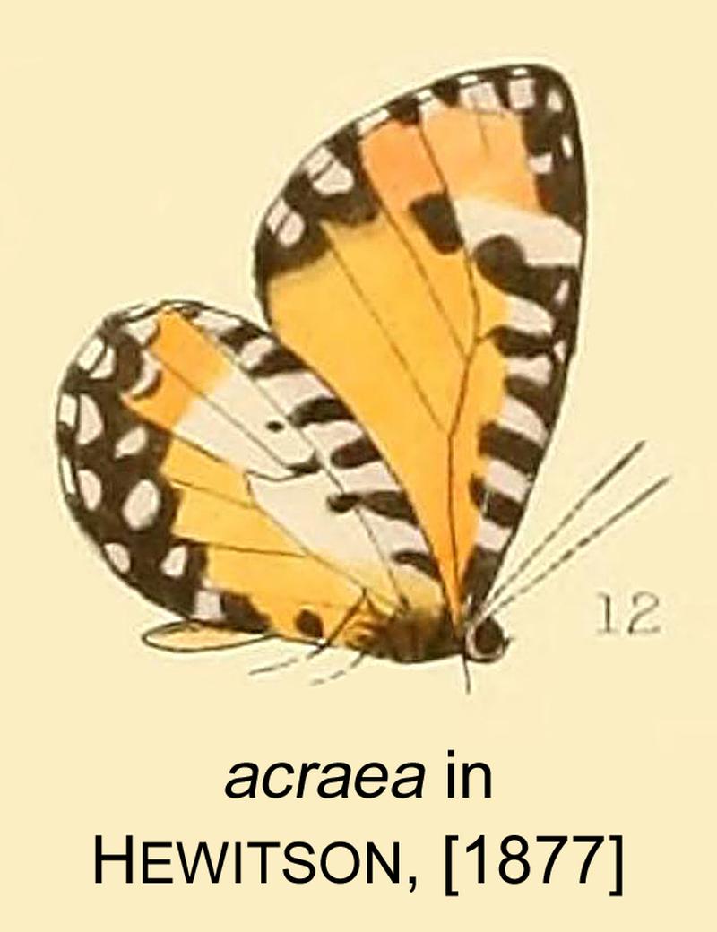 Acraea inHewitson1877