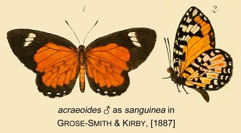 Acraeoides male as sanguinea inGSK1887