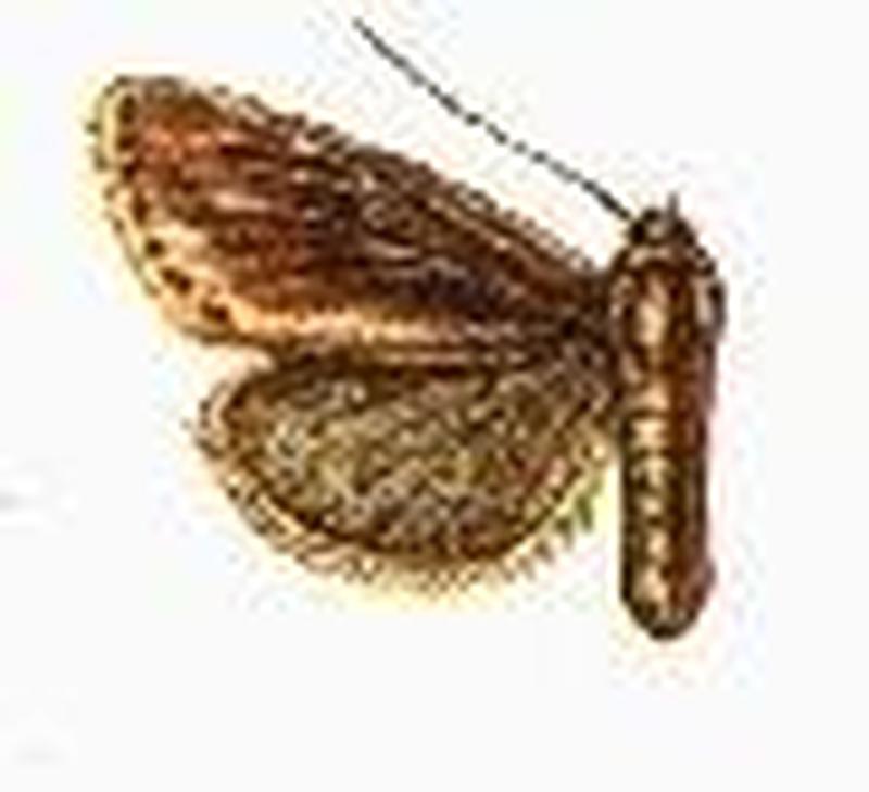 Acrapex leucophlebia