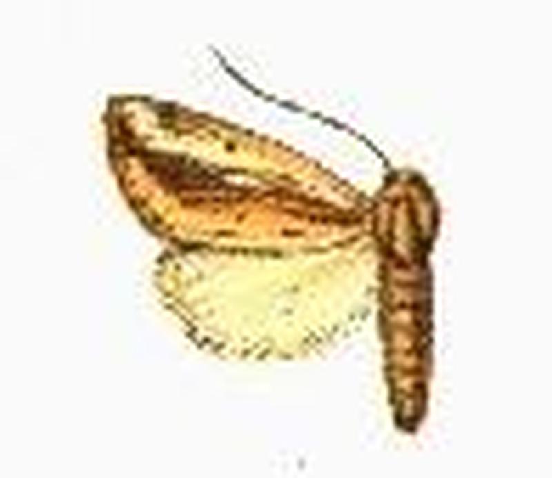 Acrapex rhabdoneura