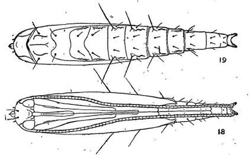 Acrocercops panacivermiforma pupa