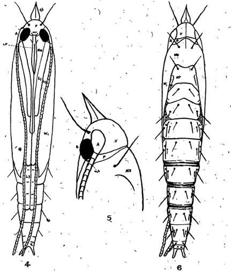 Acrocercops zorionella pupa-head