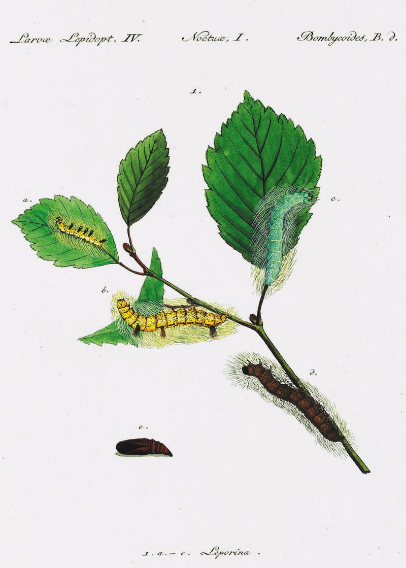 Acronicta.leporina.from.Huebner.Geschichte.europäischer.Schmetterlinge