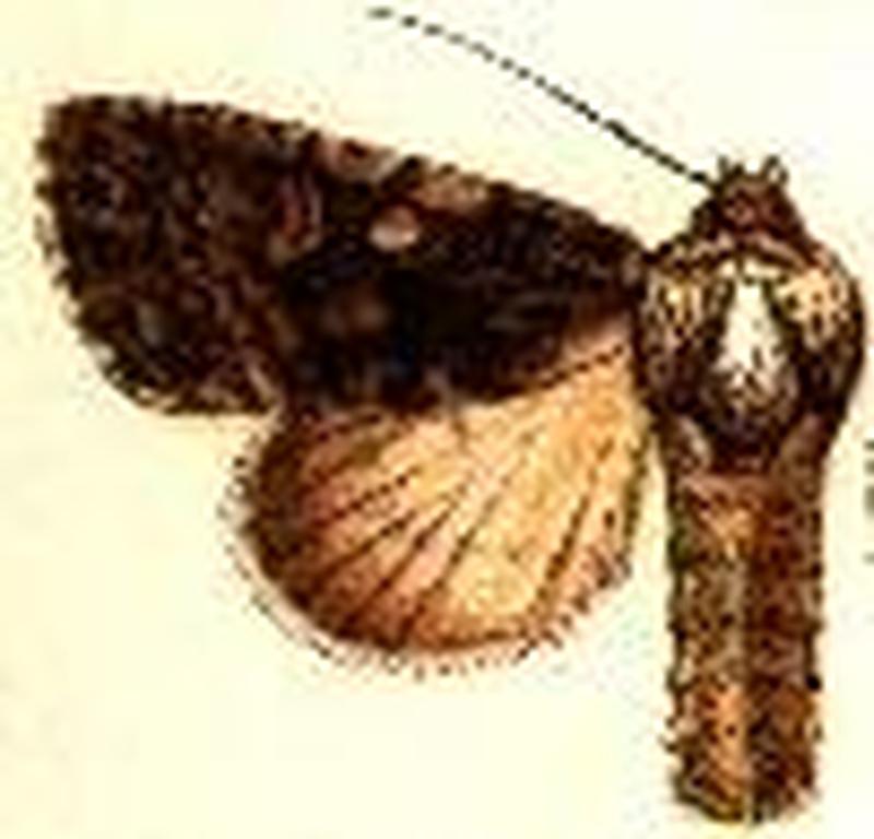 Acronicta afflicta