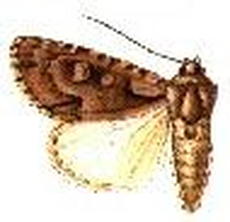 Acronicta albarufa