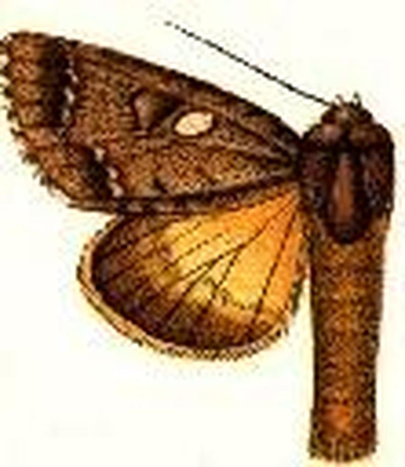 Acronicta albistigma