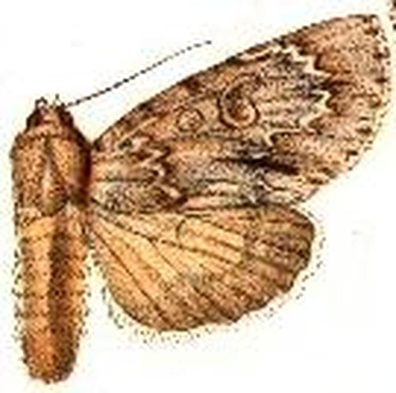 Acronicta americana2