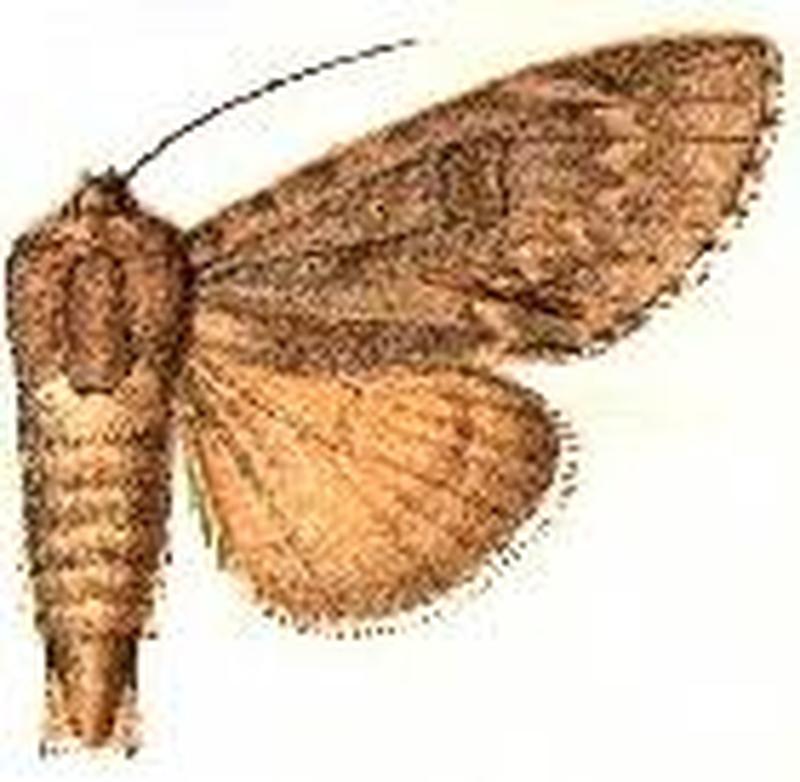 Acronicta americana3