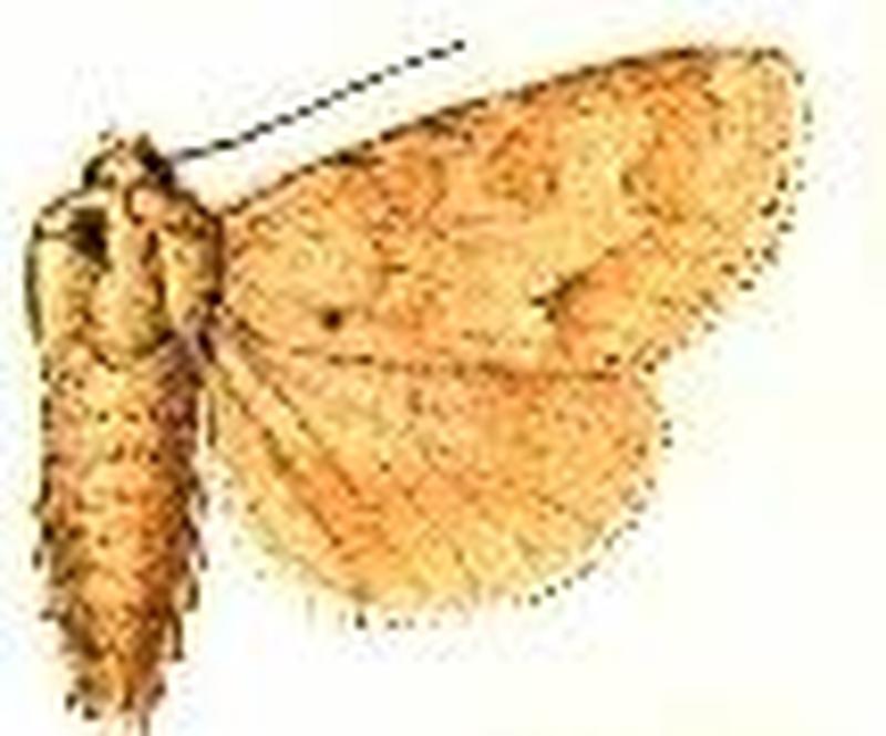 Acronicta betulae