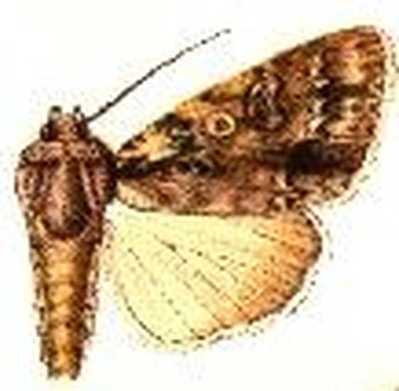 Acronicta brumosa