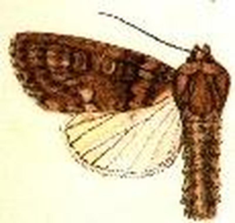 Acronicta carbonaria