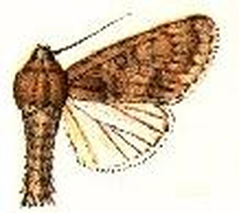 Acronicta centralis